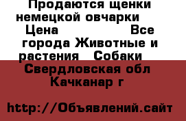 Продаются щенки немецкой овчарки!!! › Цена ­ 6000-8000 - Все города Животные и растения » Собаки   . Свердловская обл.,Качканар г.